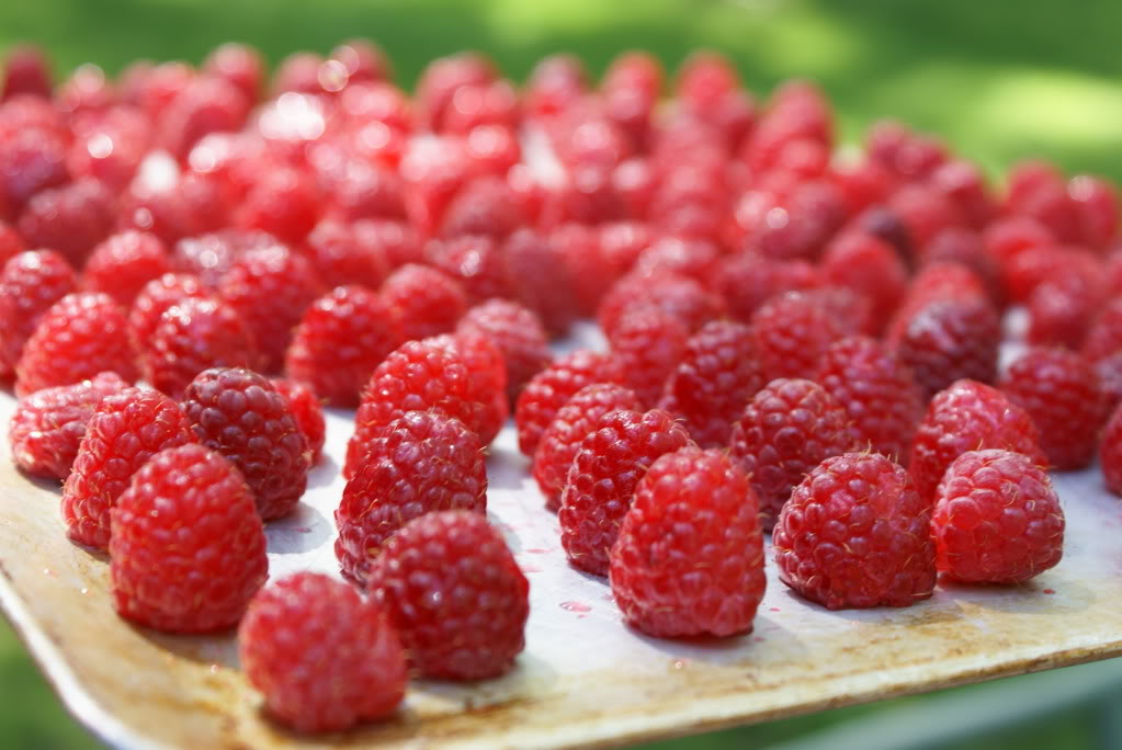 Freezing Raspberries3 raspberries3 How to Freeze Raspberries