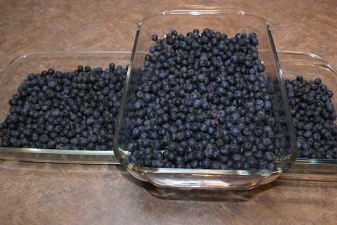 blueberry-sale-21 blueberry sale 21 How to Stockpile Blueberries