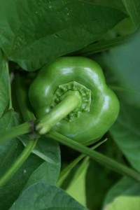 green pepper 200x300 green pepper