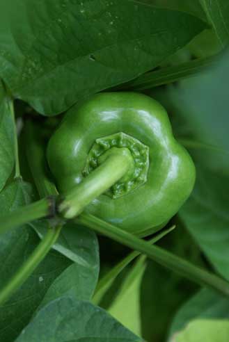green pepper Square Foot Garden Update #8