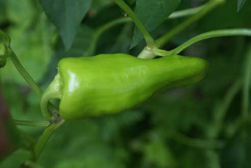 hot pepper Square Foot Garden Update #8