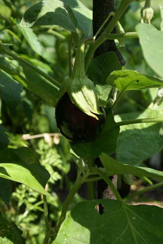 july 31 3 Square Foot Garden Update   Tomatoes