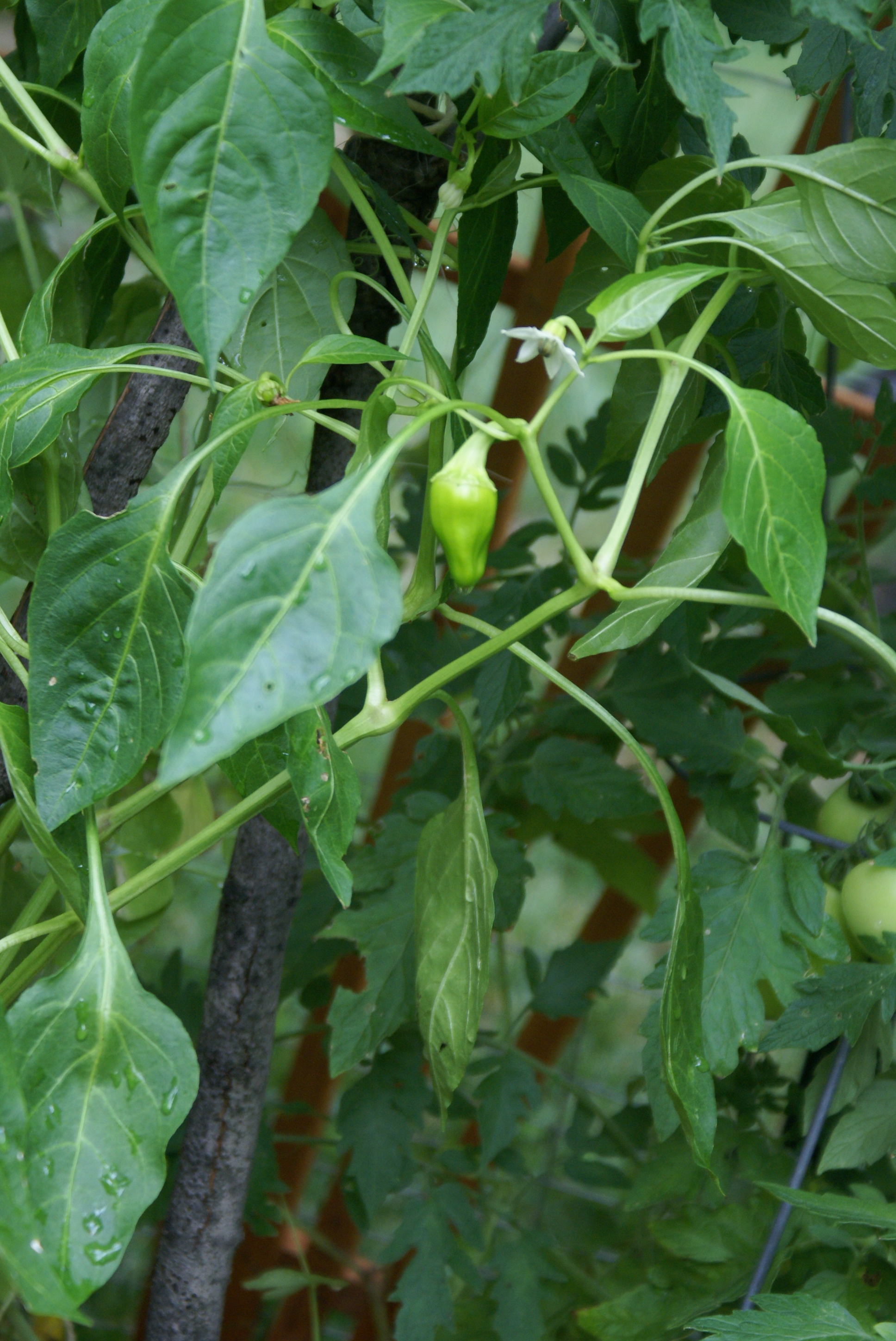 july-3rd-and-kebab-party-016 july 3rd and kebab party 016 Square Foot Garden Update