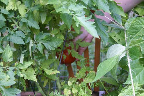 picking tomato Square Foot Garden Update #8