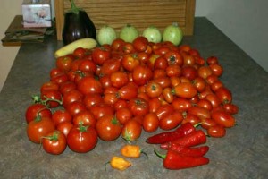 farmers-market-sept-2 farmers market sept 2 300x200 Farmers Market Price Comparison Frugal Living Community