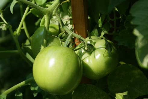 sfg-sept-5-gt sfg sept 5 gt Square Foot Gardening Update #12