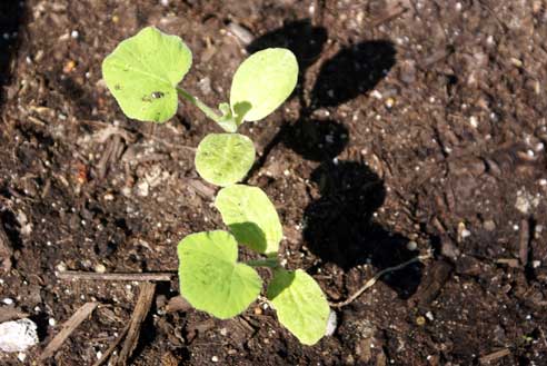 sfg-sept-5-new-life sfg sept 5 new life Square Foot Gardening Update #12