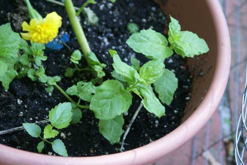 sfg-sept-5-new-mint sfg sept 5 new mint Square Foot Gardening Update #12
