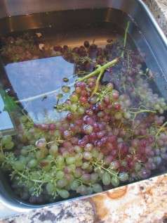 Summer Snacks through the Winter – Guest Post