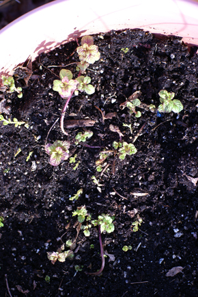 mint-hiding mint hiding Square Foot Gardening Opening the Garden