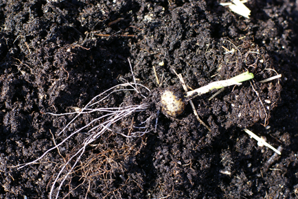 onion onion Square Foot Gardening Opening the Garden
