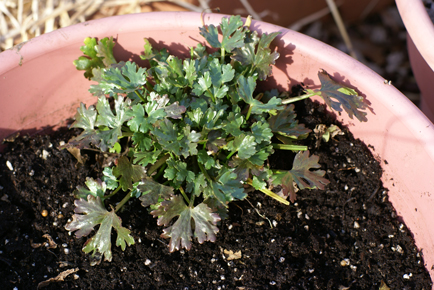 parsley-hiding parsley hiding Square Foot Gardening Opening the Garden