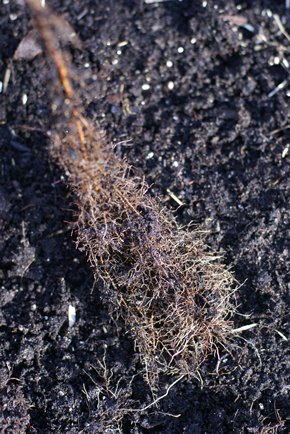 root-system root system Square Foot Gardening Opening the Garden