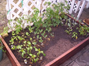 100 6879 300x222 Square Foot Gardening   Featuring Renees Garden