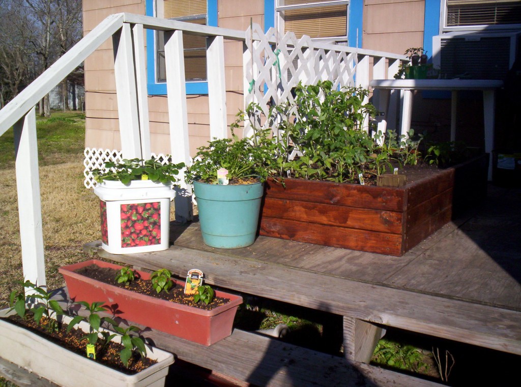 100 6884 1024x760 Square Foot Gardening   Featuring Renees Garden