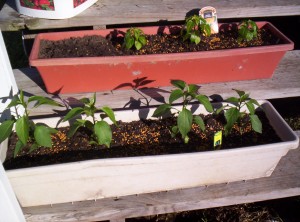 100 6885 300x222 Square Foot Gardening   Featuring Renees Garden
