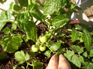 100 6889 300x222 Square Foot Gardening   Featuring Renees Garden