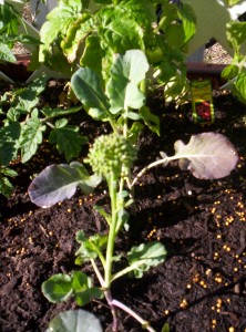 100 6891 222x300 Square Foot Gardening   Featuring Renees Garden