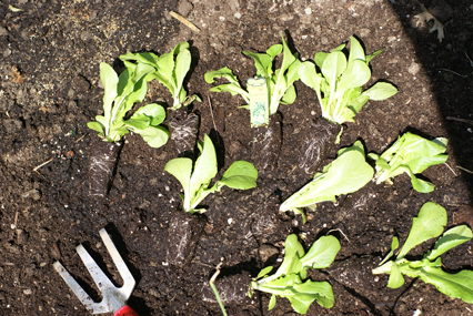 SFG-Bibb-lettuce-transplant SFG Bibb lettuce transplant Square Foot Gardening The Marital Counseling Edition