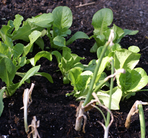 SFG-Romaine-lettuce-transpl SFG Romaine lettuce transpl Square Foot Gardening The Marital Counseling Edition