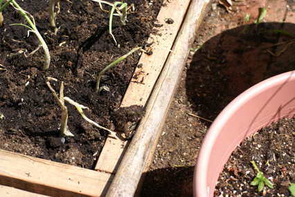 SFG-frog-1 SFG frog 1 Square Foot Gardening The Marital Counseling Edition