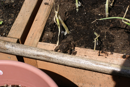 SFG-frog-2 SFG frog 2 Square Foot Gardening The Marital Counseling Edition