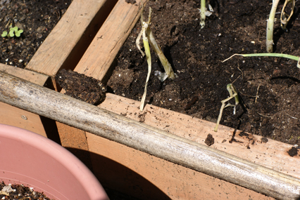 SFG-frog-3 SFG frog 3 Square Foot Gardening The Marital Counseling Edition