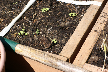SFG-frog-4 SFG frog 4 Square Foot Gardening The Marital Counseling Edition