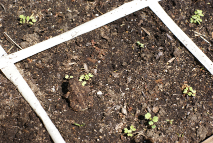 SFG-frog-5 SFG frog 5 Square Foot Gardening The Marital Counseling Edition