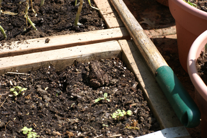 SFG-frog-6 SFG frog 6 Square Foot Gardening The Marital Counseling Edition
