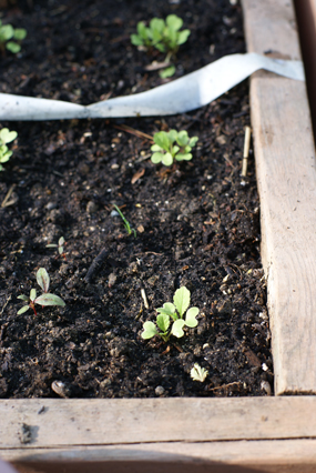 SFG-greens-second-leaves SFG greens second leaves Square Foot Gardening The Marital Counseling Edition