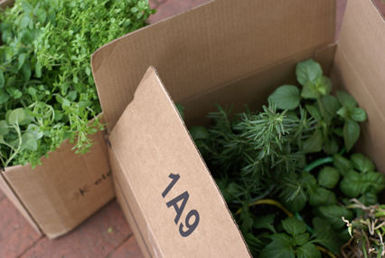 SFG-herbs-in-boxes SFG herbs in boxes Square Foot Gardening The Marital Counseling Edition