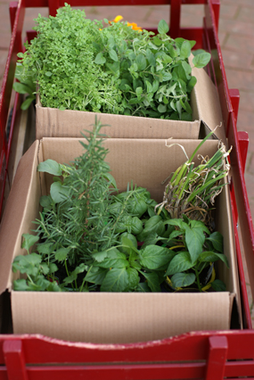 SFG-herbs-in-wagon SFG herbs in wagon Square Foot Gardening The Marital Counseling Edition