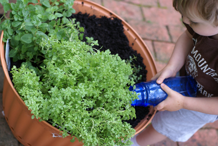SFG-how-to-water-transplant SFG how to water transplant Square Foot Gardening The Marital Counseling Edition