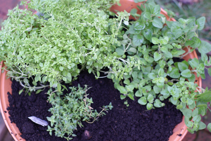 SFG-lasagna-pot SFG lasagna pot Square Foot Gardening The Marital Counseling Edition