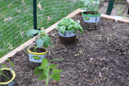 SFG-placing-plants SFG placing plants Square Foot Gardening The Marital Counseling Edition