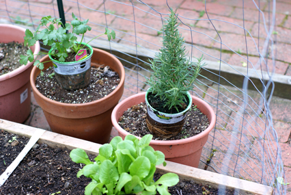SFG-placing-transplants SFG placing transplants Square Foot Gardening The Marital Counseling Edition