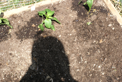 SFG-shadow SFG shadow Square Foot Gardening The Marital Counseling Edition
