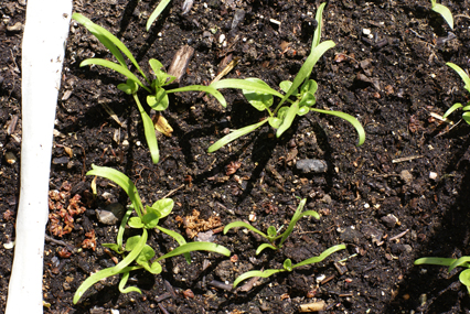 SFG-spinach-second-leaves SFG spinach second leaves Square Foot Gardening The Marital Counseling Edition