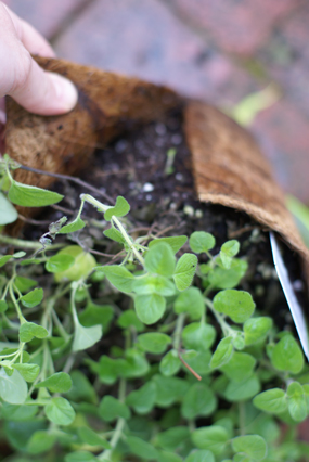 SFG-transplanting SFG transplanting Square Foot Gardening The Marital Counseling Edition