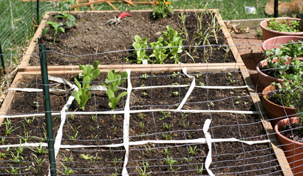SFG-transplants SFG transplants Square Foot Gardening The Marital Counseling Edition