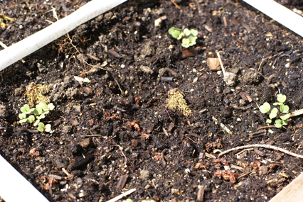 arugula-sprouts-in-SFG arugula sprouts in SFG Square Foot Gardening Sprouts