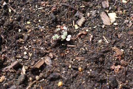 red-cabbage-sprouts red cabbage sprouts Square Foot Gardening Sprouts