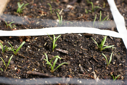 spinach-sprouts-in-SFG spinach sprouts in SFG Square Foot Gardening Sprouts