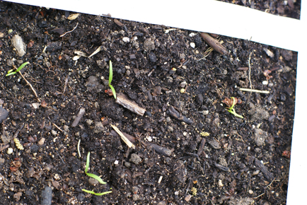 spinach-sprouts spinach sprouts Square Foot Gardening Sprouts