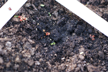 sprouts-1 sprouts 1 Square Foot Gardening Sprouts
