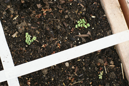 sprouts-2 sprouts 2 Square Foot Gardening Sprouts