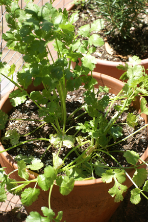SFG-cilantro SFG cilantro Square Foot Gardening More Frog Drama