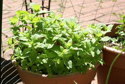 SFG-mint SFG mint Square Foot Gardening More Frog Drama
