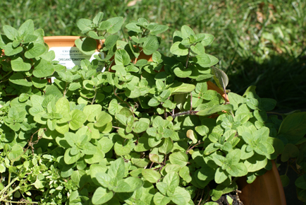 SFG-oregano SFG oregano Square Foot Gardening More Frog Drama
